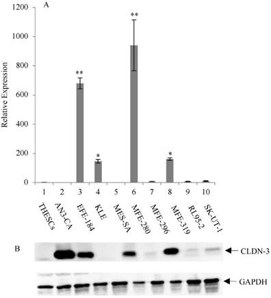 J Cancer Image