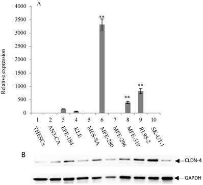 J Cancer Image