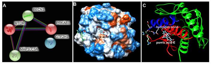 J Cancer Image