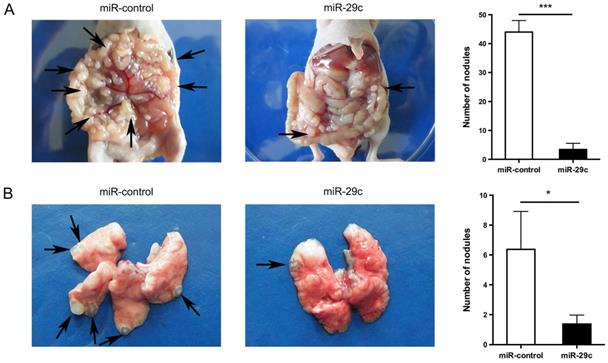 J Cancer Image