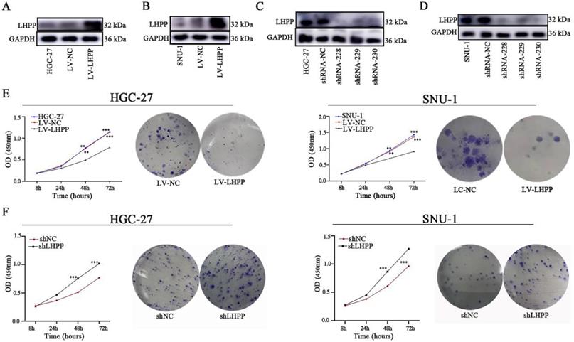 J Cancer Image