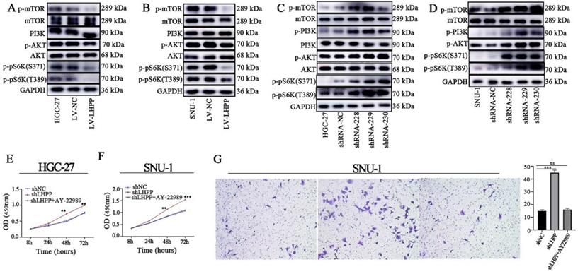 J Cancer Image