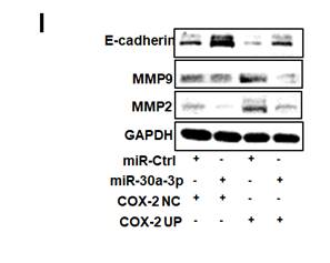 J Cancer Image