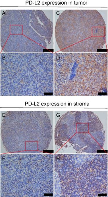 J Cancer Image