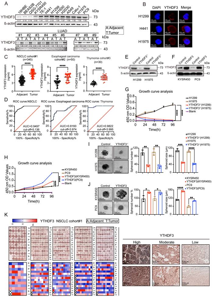 J Cancer Image