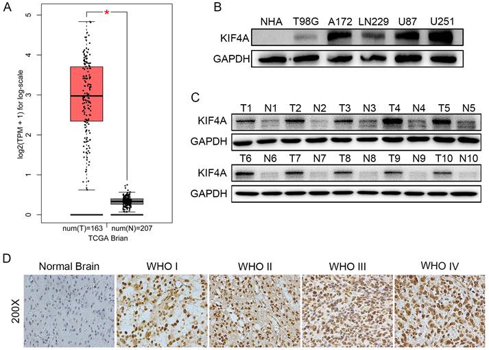 J Cancer Image