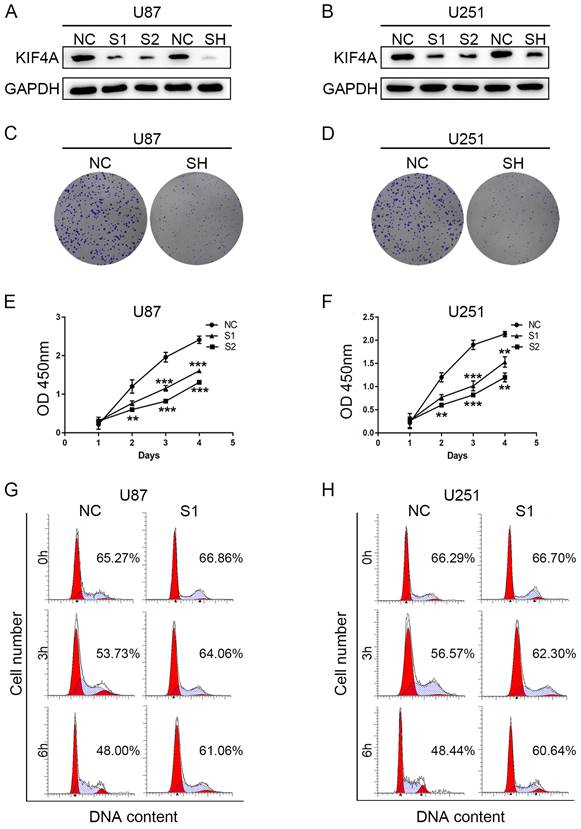 J Cancer Image