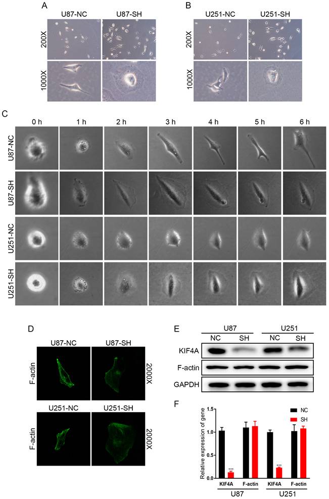 J Cancer Image