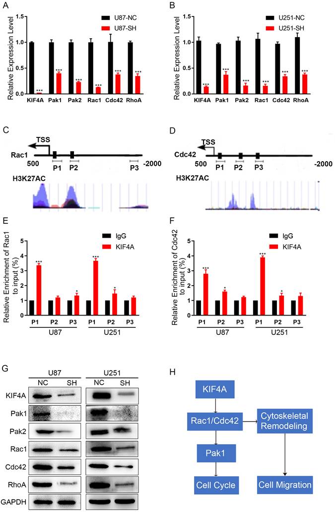 J Cancer Image