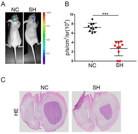 J Cancer Image