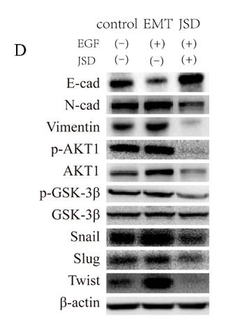 J Cancer Image