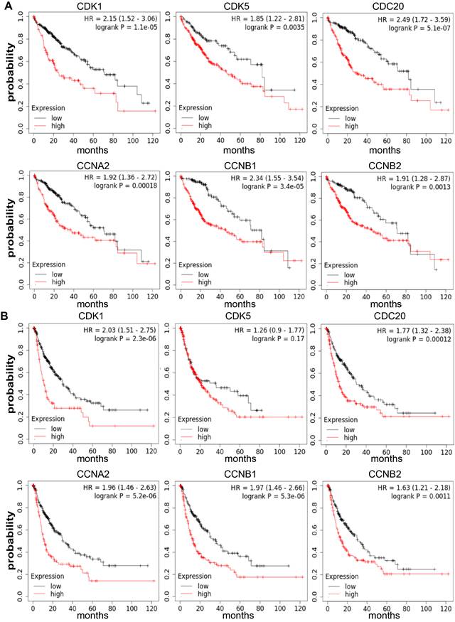 J Cancer Image