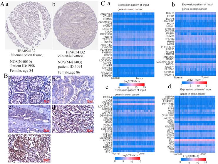 J Cancer Image