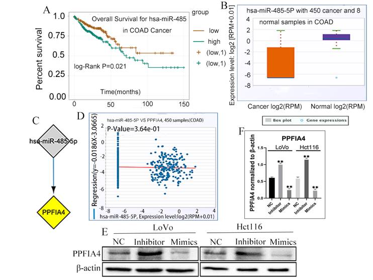 Clinicopathological Significances and Prognostic Value of PPFIA4 in