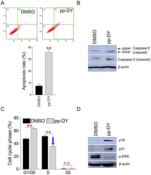 J Cancer Image