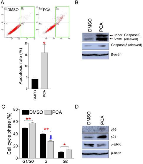 J Cancer Image