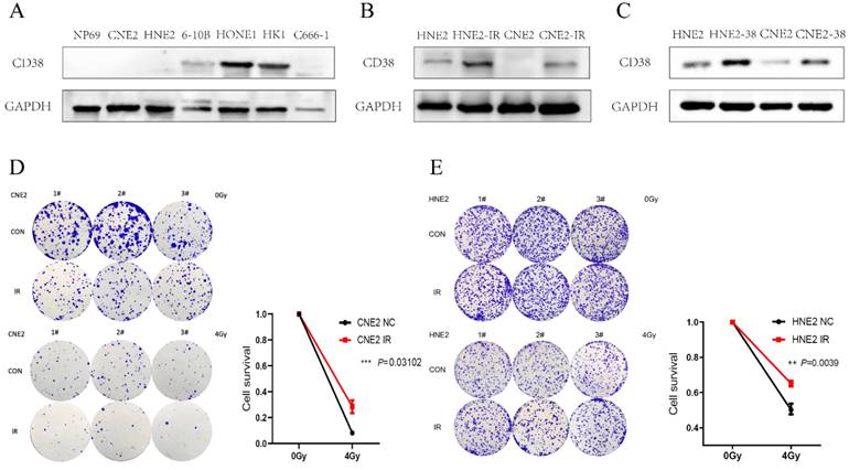 J Cancer Image