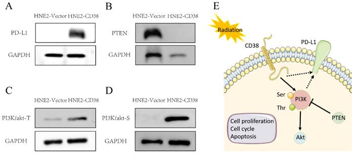 J Cancer Image