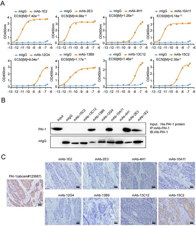 J Cancer Image