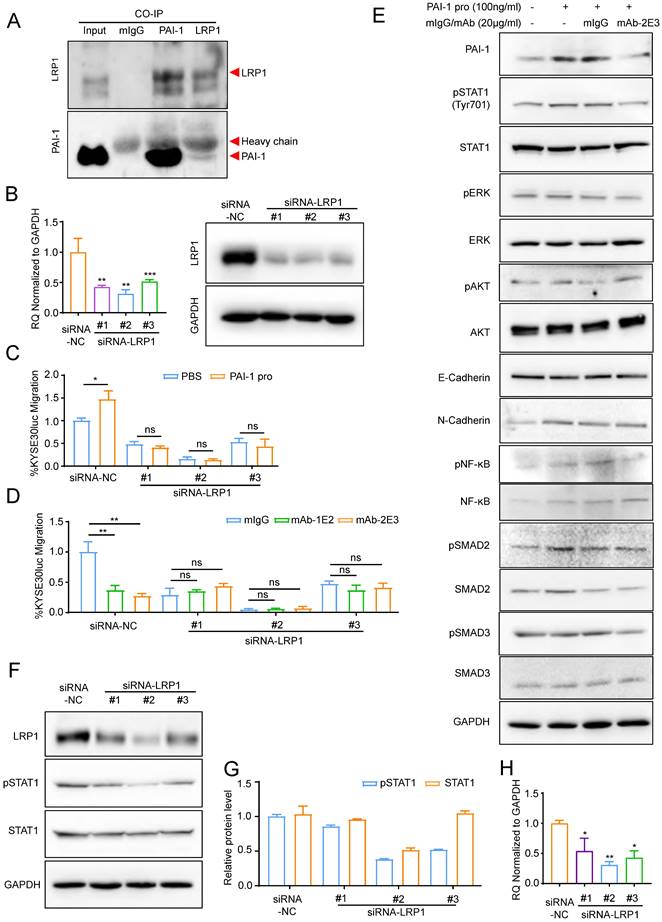 J Cancer Image