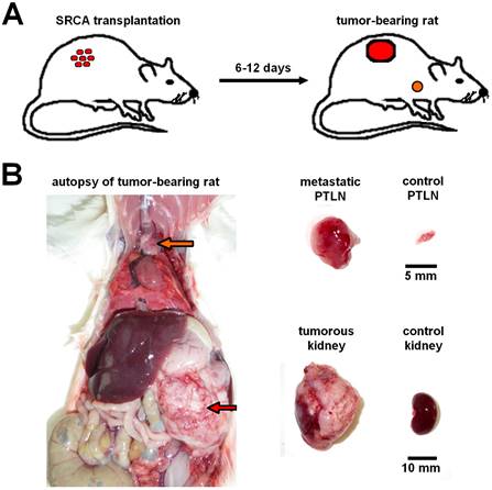 J Cancer Image