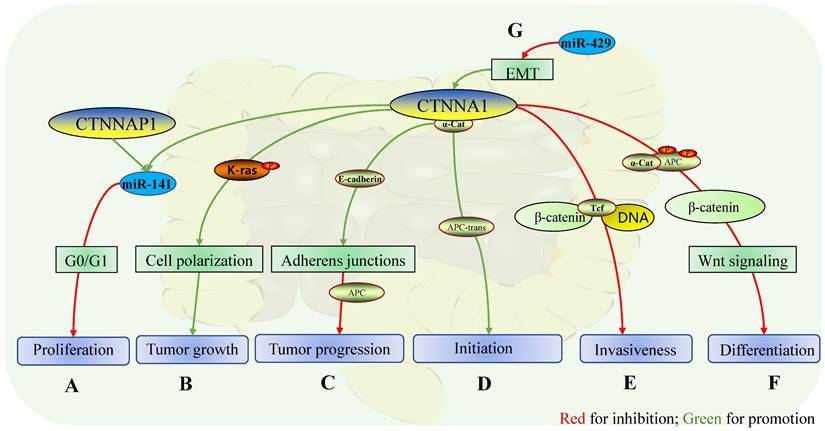 J Cancer Image