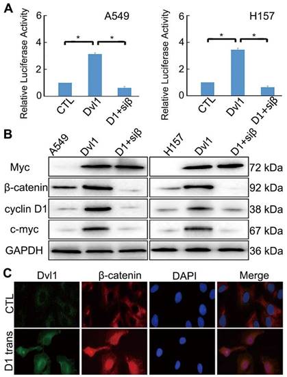 J Cancer Image