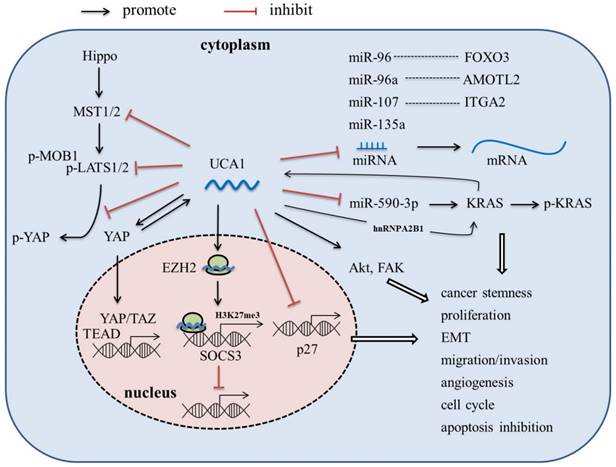 J Cancer Image