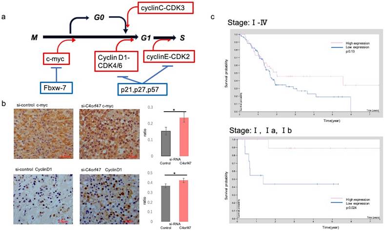 J Cancer Image