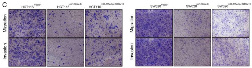 J Cancer Image