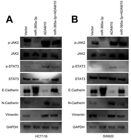 J Cancer Image