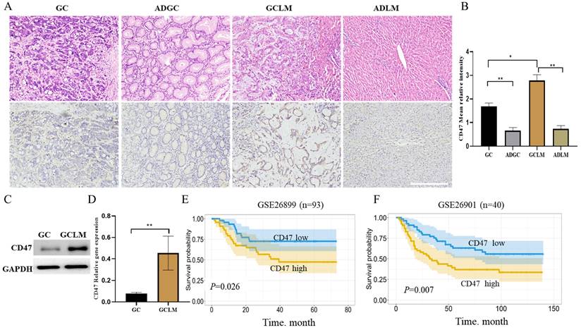 J Cancer Image