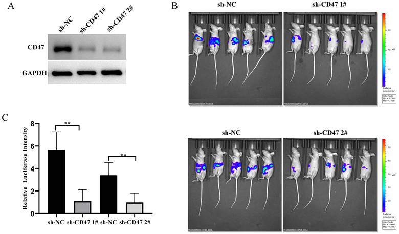 J Cancer Image