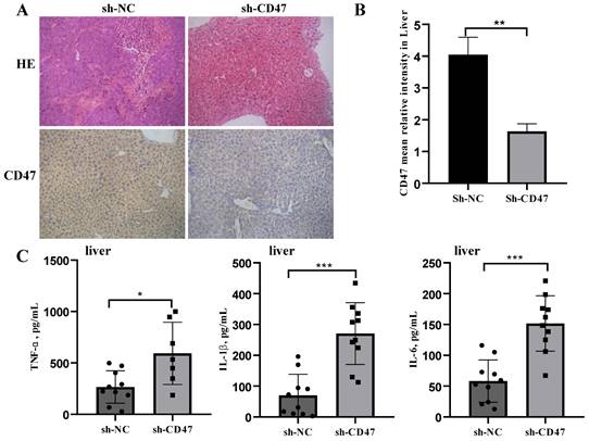 J Cancer Image