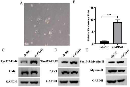 J Cancer Image