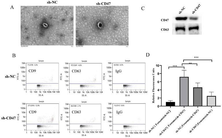 J Cancer Image