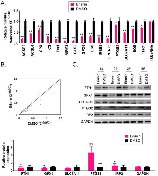 J Cancer Image