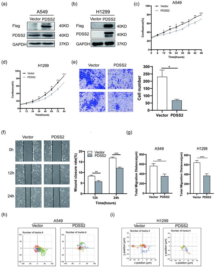 J Cancer Image