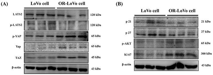 J Cancer Image