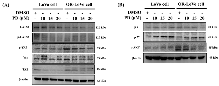 J Cancer Image