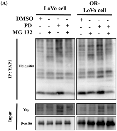 J Cancer Image