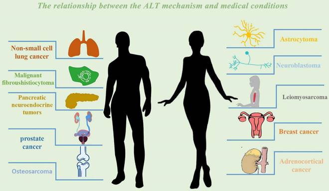 J Cancer Image