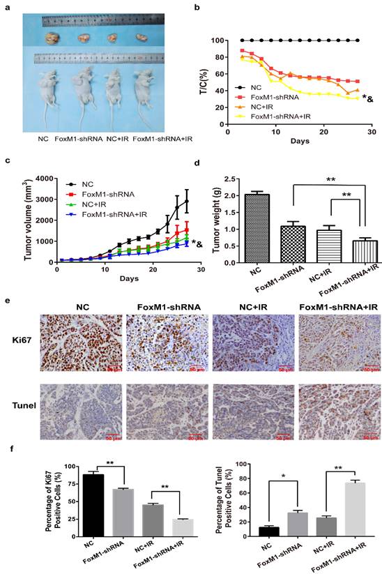 J Cancer Image