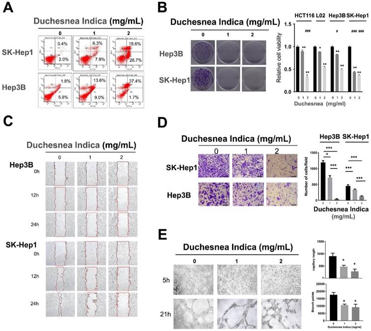 J Cancer Image