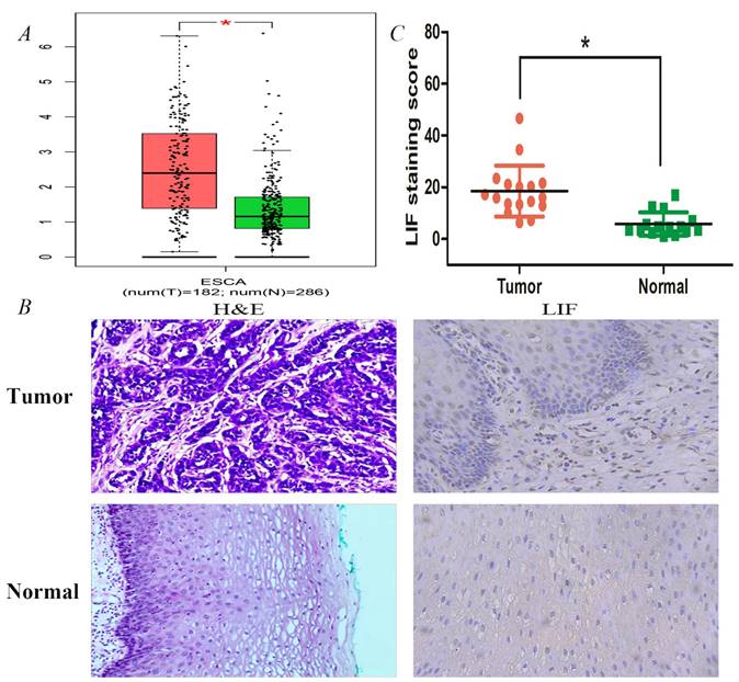 J Cancer Image