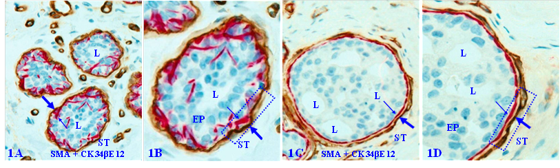 J Cancer Image