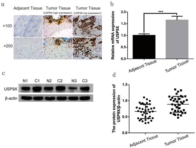 J Cancer Image