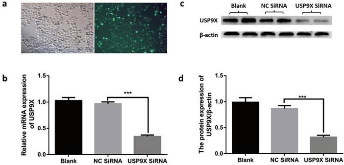 J Cancer Image