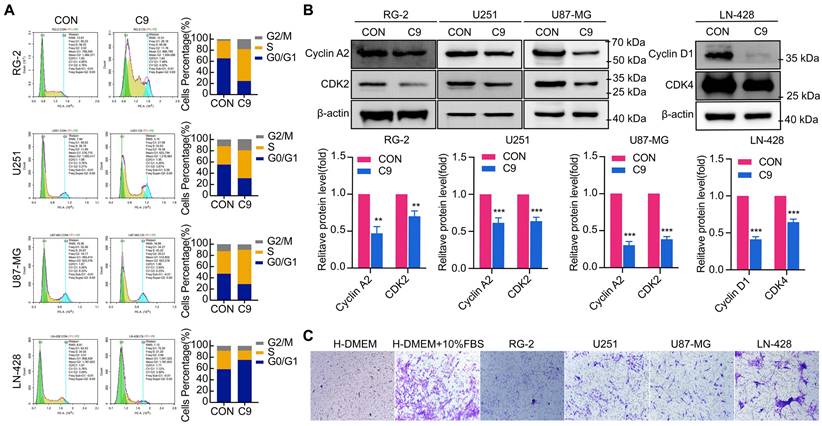 J Cancer Image