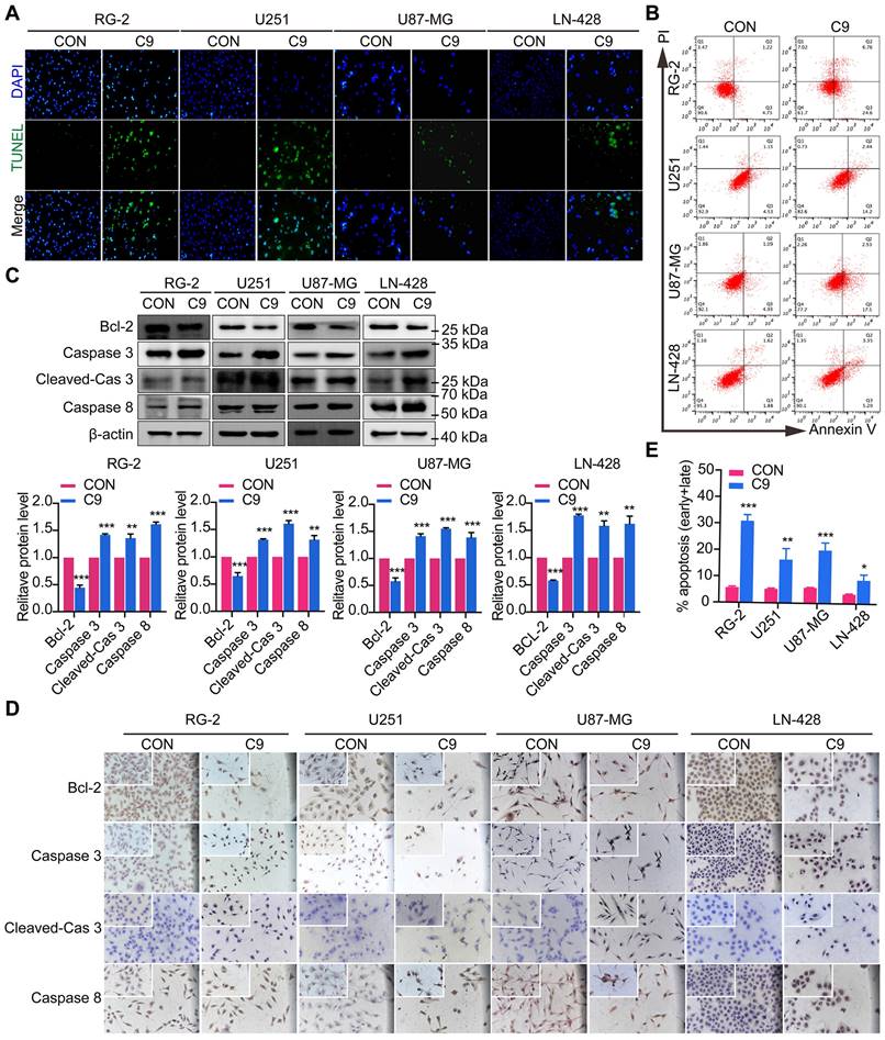 J Cancer Image